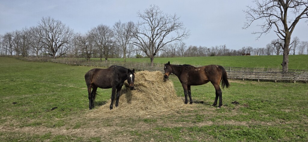Miss Tapizar and Donya Enjoy a Fresh Round Bale